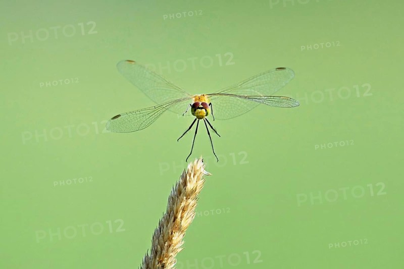 Marsh dragonfly (Sympetrum depressiusculum), female approaching a blade of grass, Switzerland