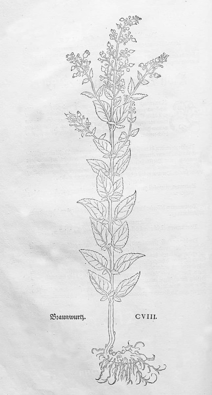 Water brownroot (Scrophularia auriculata), woodcut by Leonhart Fuchs, from New Kreüterbuch, neues Kräuterbuch, Michael Isingrin, Basel, Switzerland, 1543