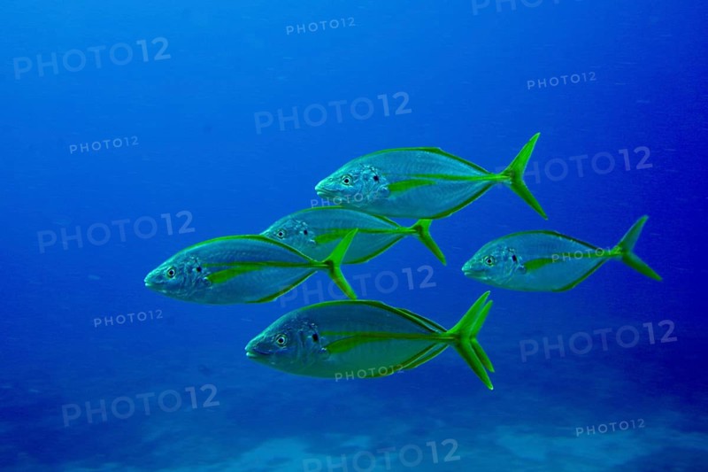A group of yellowfin mackerel (Pseudocaranx dentex) with yellow and silver stripes swim in the blue underwater world. Dive site Las Rosas, Las Galletas, Tenerife, Canary Islands, Spain