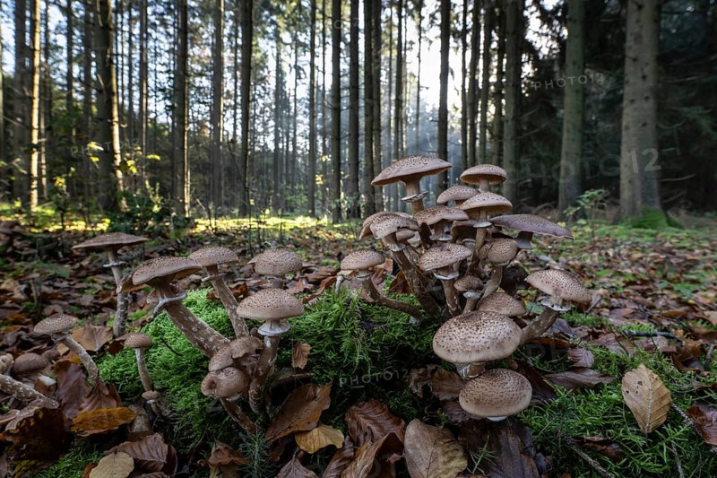 Brown honey fungus (Armillaria ostoyae) in spruce forest, Emsland, Lower Saxony, Germany