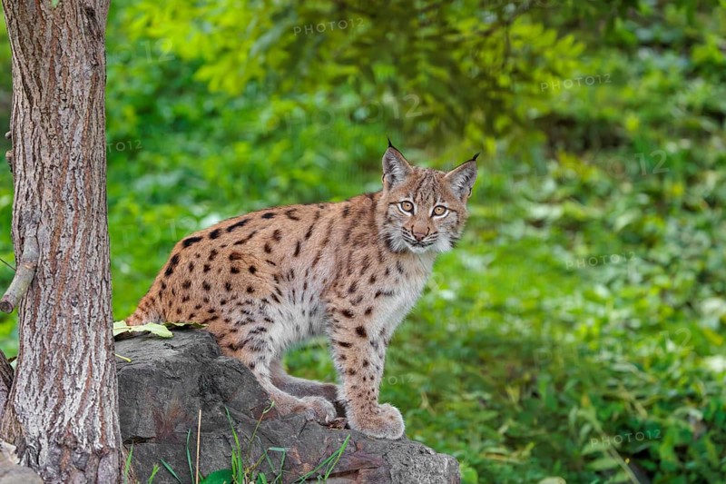 A young Eurasian lynx (Lynx lynx) sits on a rock under a tree