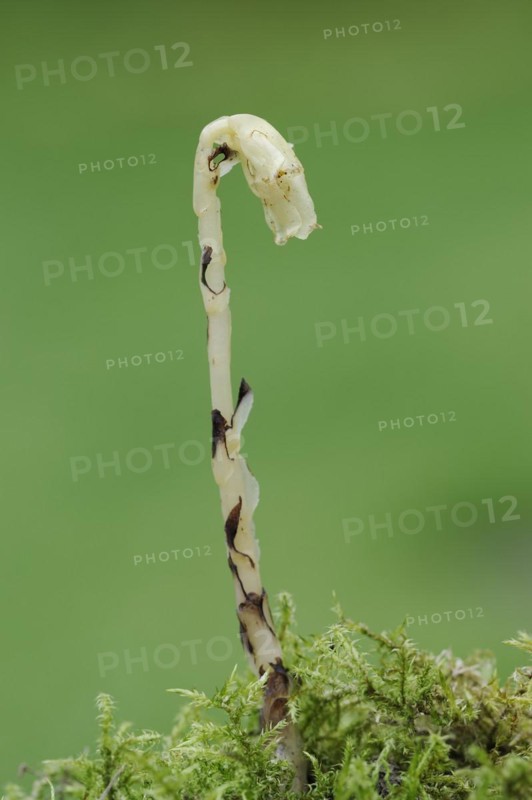 Spruce asparagus (Monotropa hypopitys, Hypopitys monotropa), North Rhine-Westphalia, Germany