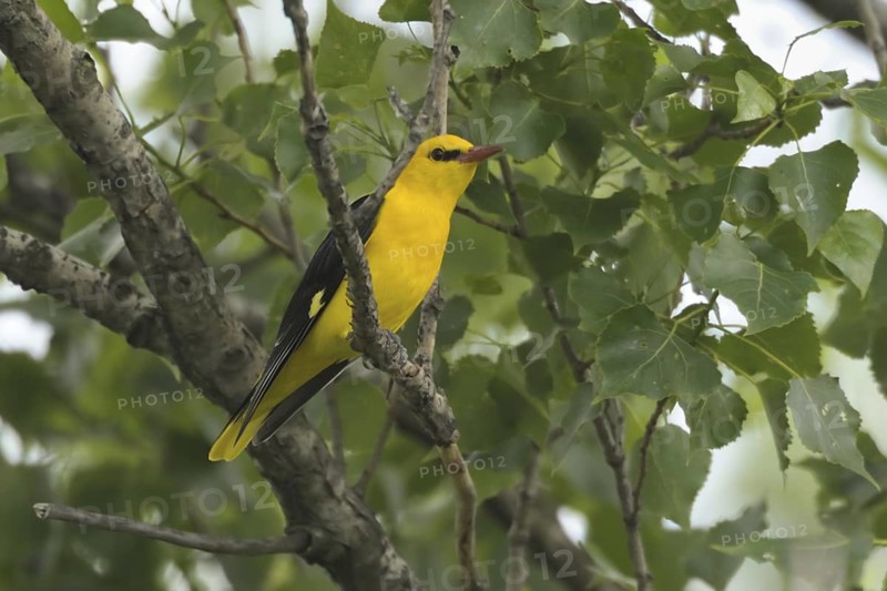 Eurasian Golden Oriole (Oriolus oriolus) male, North Rhine-Westphalia, Germany