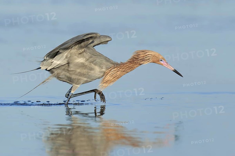 Reddish Egret (Egretta rufescens), Florida, USA