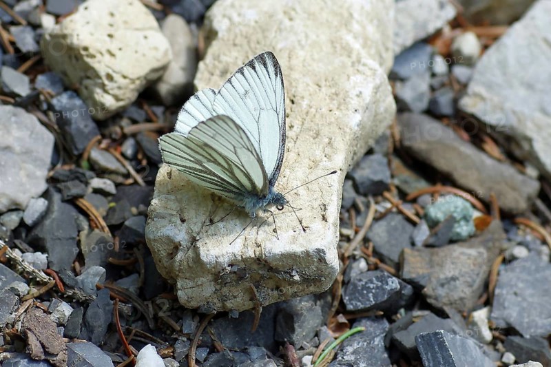 Mountain white butterfly (Pieris bryoniae), male, butterfly, white, wings, Austria, The pretty mountain white butterfly sits with open wings on a stone