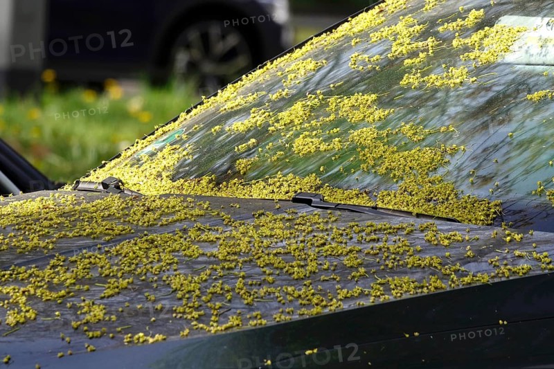Pollen on a car, April, Germany