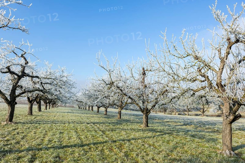Fruit trees with frost on the meadow in a quiet winter nature in the sunshine near Waiblingen, Baden-Württemberg, Germany