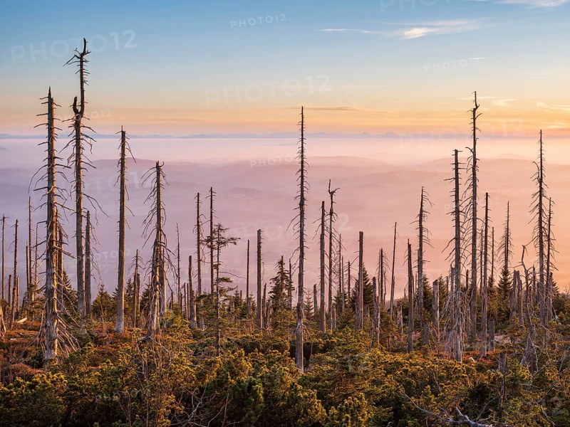 View from the Bavarian Plöckenstein on the border to the Czech Republic to the Alps, fog in the lowlands, in front dead forest in the evening light, Haidmühle, Bavarian Forest, Lower Bavaria, Bavaria, Germany