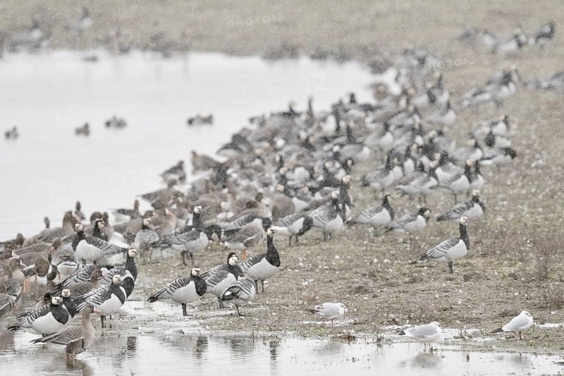 Arktische Wildgänse... Nonnengans *Branta leucopsis* bei der Rast, Bislicher Insel, Nordrhein-Westfalen