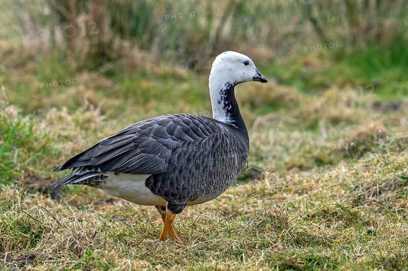 Hybrid barnacle goose x emperor goose (Branta leucopsis x Anser canagicus) foraging in grassland