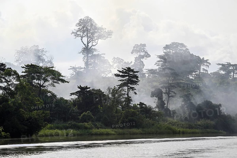 Fog over the rainforest along the Sangha River, Dzanga-Sangha Complex of Protected Areas (DSPAC), Sangha-Mbaéré Prefecture, Central African Republic