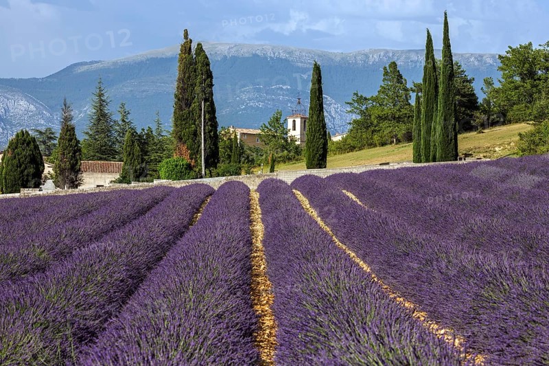Lavender field, flowering true lavender (Lavandula angustifolia), Roumoules, Plateau de Valensole, Provence, Provence-Alpes-Cote d Azur, South of France, France