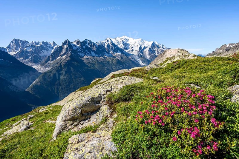 Mountain landscape with alpine roses, mountain panorama of the Mont Blanc massif with glaciated summit of Mont Blanc, Aiguilles Rouges, Chamonix-Mont-Blanc, Haute-Savoie, France