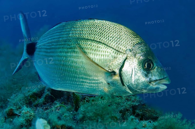 Close-up of ringed seabream (Diplodus annularis) Small silver seabream, Mediterranean Sea