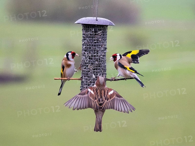 European Goldfinch (Carduelis carduelis), and male House Sparrow (Passer domesticus), adult birds feeding on seeds at bird feeding station, Hessen, Germany