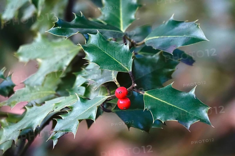 Holly (Ilex aquifolium), berries, winter, Germany