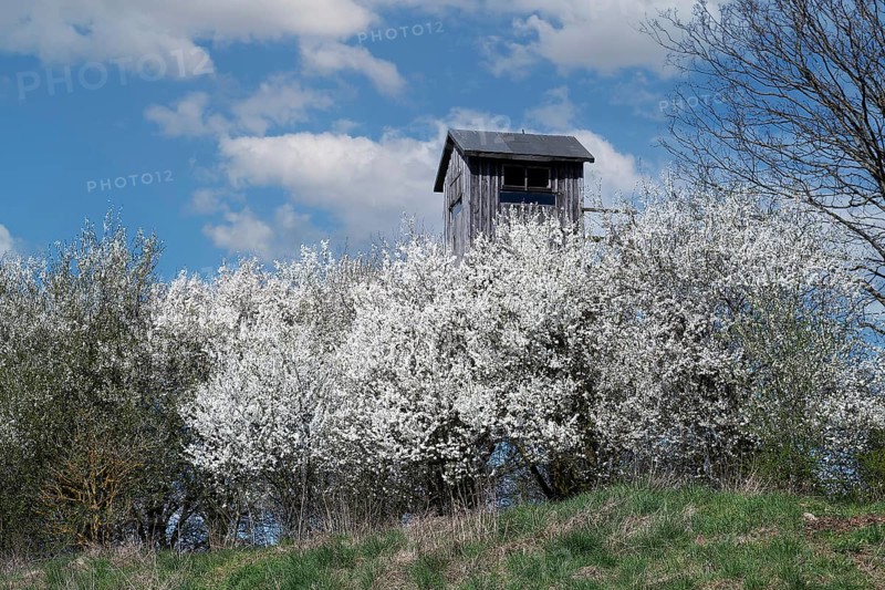 Blooming blackthorn hedge (Prunus spinosa) with hunting blind at a field edge, Schorfheide-Chorin Biosphere Reserve, Brandenburg, Germany