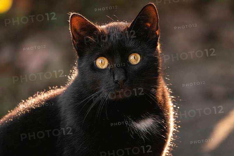 Close-up of a black cat (Felis Catus) with glowing eyes in the warm light
