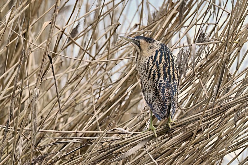 Bittern (Botaurus stellaris), camouflaged standing on reeds, Flachsee nature reserve, Canton Aargau, Switzerland