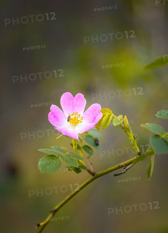 Flower of a dog rose (Rosa corymbifera) with an insect on one of its petals in a natural environment, Neunkirchen, Lower Austria, Austria