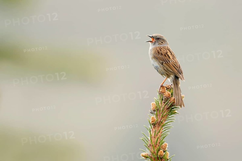 Dunnock (Prunella modularis) singing, North Rhine-Westphalia, Germany