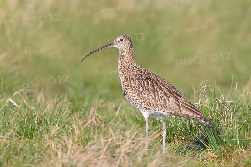 Eurasian curlew (Numenius arquata) standing in a meadow, Wildlife, Animals, Birds, Snipe family (Scolopacidae) .Wading bird Ochsenmoor at Lake Dümmer, Hüde, Lower Saxony, Germany