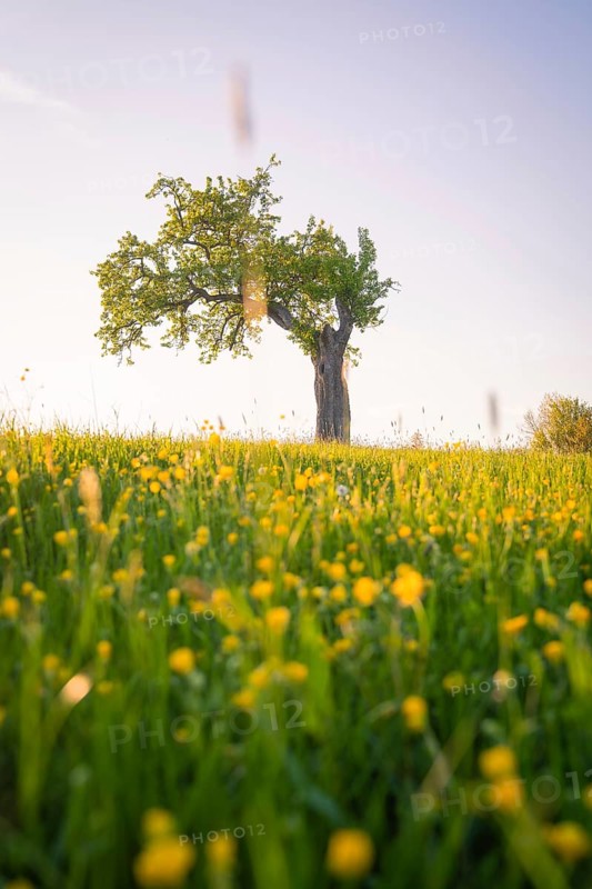 Freestanding tree in a meadow full of buttercups at sunset in a peaceful setting, Gechingen, Black Forest, Germany
