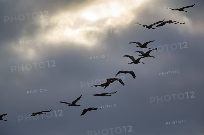 Cranes flying, grey crane (Grus grus), bird migration, silhouettes in the evening sky, Rehdener Geestmoor, Diepholzer Moorniederung, Dümmer nature park Park, Diepholz, Lower Saxony, Germany
