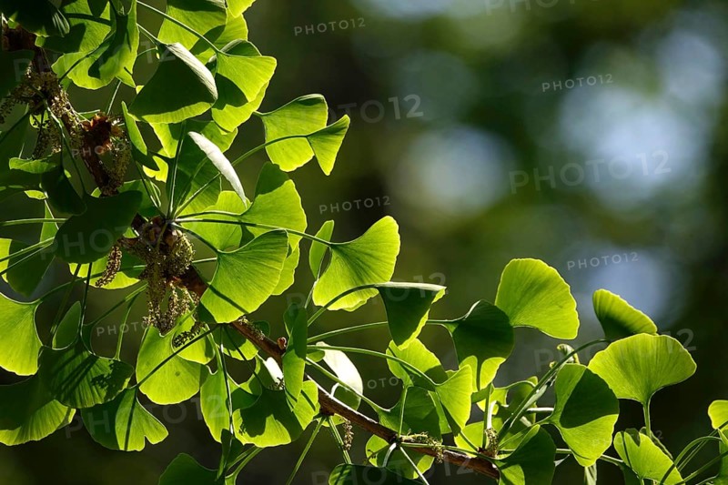 Ginkgo (Ginkgo biloba), spring, Germany