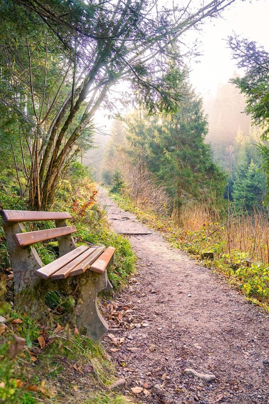 A hiking trail in the forest with a bench under trees in the soft light, Burgbach waterfall, Bad Rippoldsau-Schapbach, Black Forest, Germany