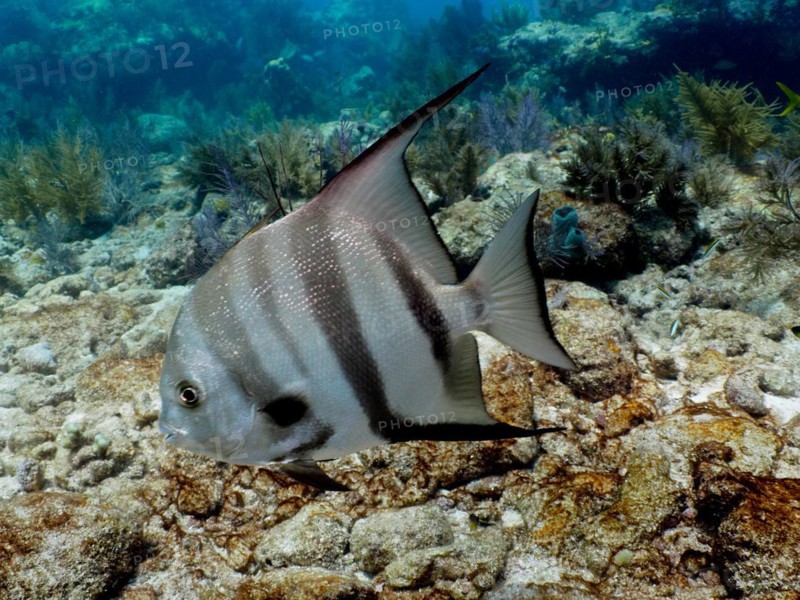A single Atlantic spadefish (Chaetodipterus faber) with distinctive stripes swims close to the coral reef. Dive site John Pennekamp Coral Reef State Park, Key Largo, Florida Keys, Florida, USA