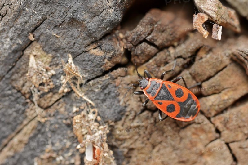 Firebug (Pyrrhocoris apterus), North Rhine-Westphalia, Germany