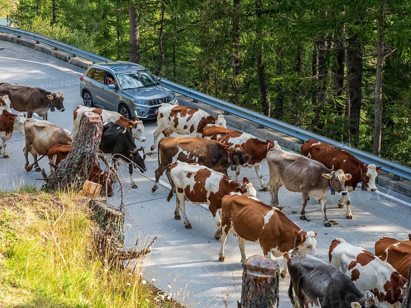 Cows in flock on mountain road, top of Gotthardpass to Airolo, Switzerland