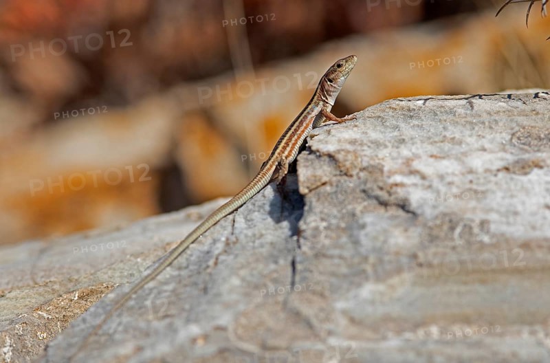 Peloponnese wall lizard (Podarcis peloponnesiacus), Peloponnese, Greece