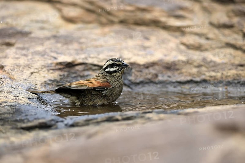Cape Bunting (Emberiza capensis), adult, at the water, bathing, Mountain Zebra National Park, Eastern Cape, South Africa