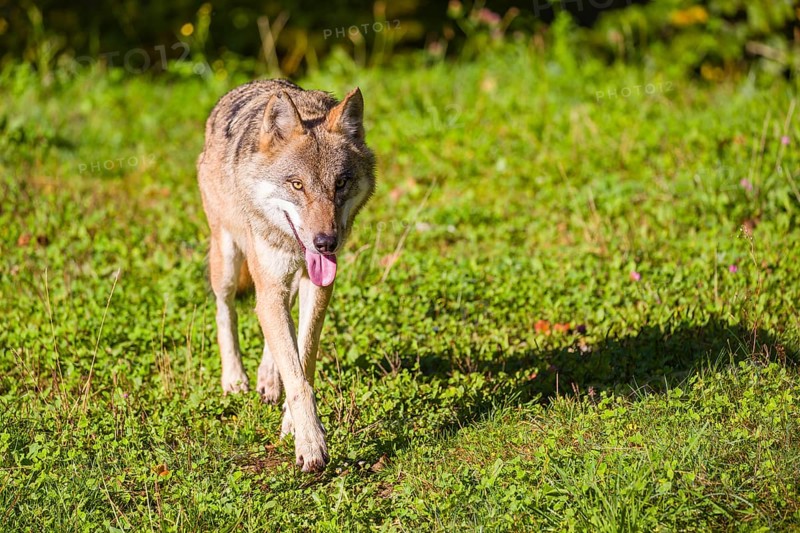 A eurasian gray wolf (Canis lupus lupus) runs across a meadow