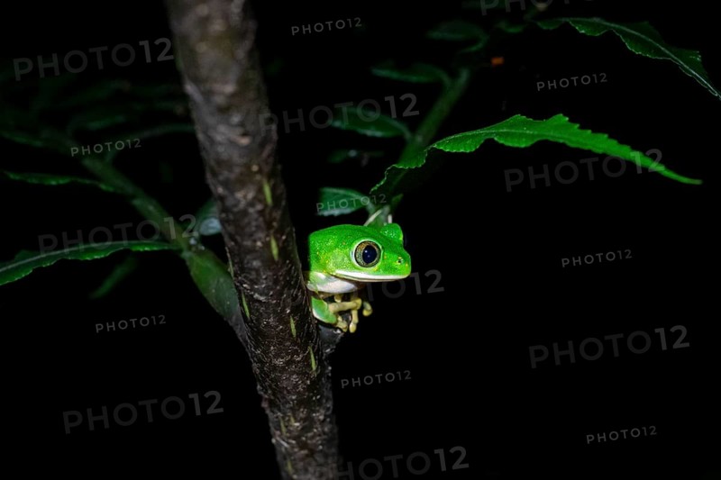Forest climbing frog (Leptopelis barbouri) in the jungle, night view, Amani Forest Reserve, Tanzania