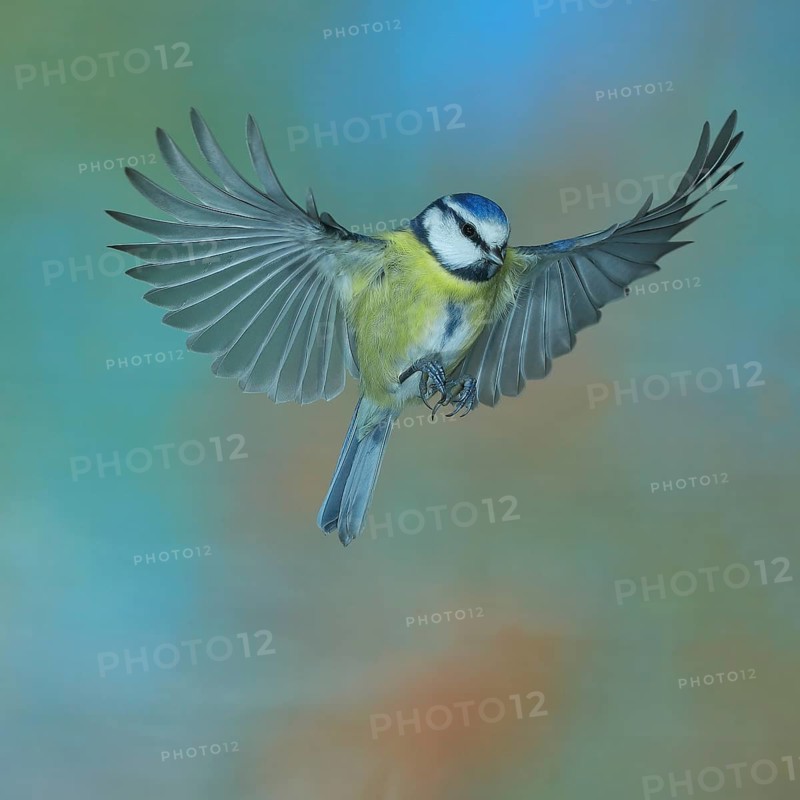 Blue tit (Parus caeruleus) in flight, flight photo, high speed flight photo Wilnsdorf, North Rhine-Westphalia, Germany