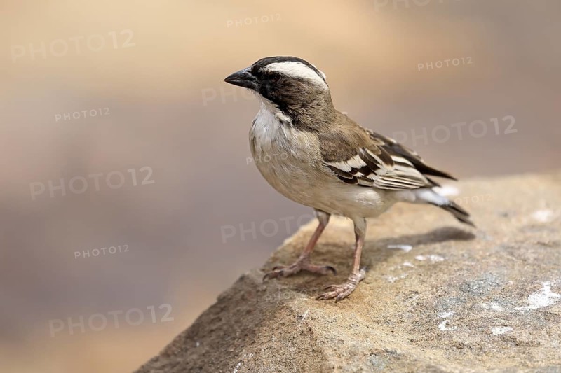 White-browed Weaver (Plocepasser mahali), adult male, on the ground, alert, Mountain Zebra National Park, Eastern Cape, South Africa