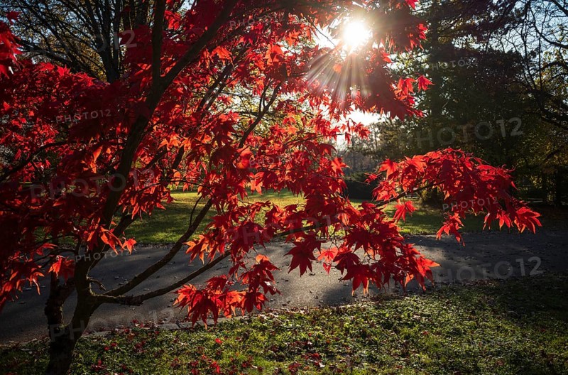 Red coloured leaves of a maple, maple tree, glowing against the light, autumn, autumn atmosphere, main cemetery, Stuttgart, Baden-Württemberg, Germany