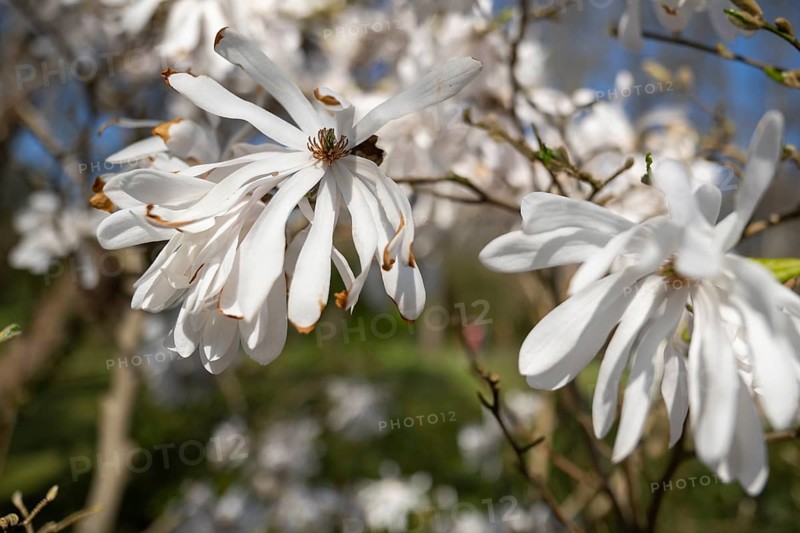 Branch with flowers of the star magnolia (Magnolia stellata), North Rhine-Westphalia, Germany