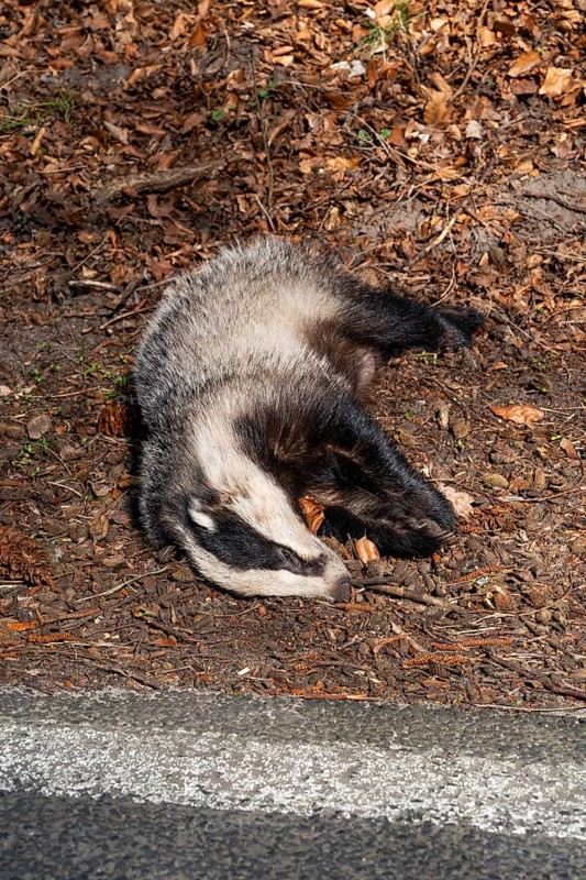 Dead European badger (Meles meles) run over by a car after a wildlife accident lies on the side of the country road, Werbellinsee, Barnim, Brandenburg, Germany