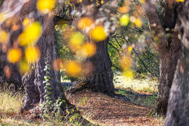 Autumn in the Swabian Alb. Trees with colourful autumn leaves, landscape on the Teckberg near Owen, Baden-Württemberg, Germany