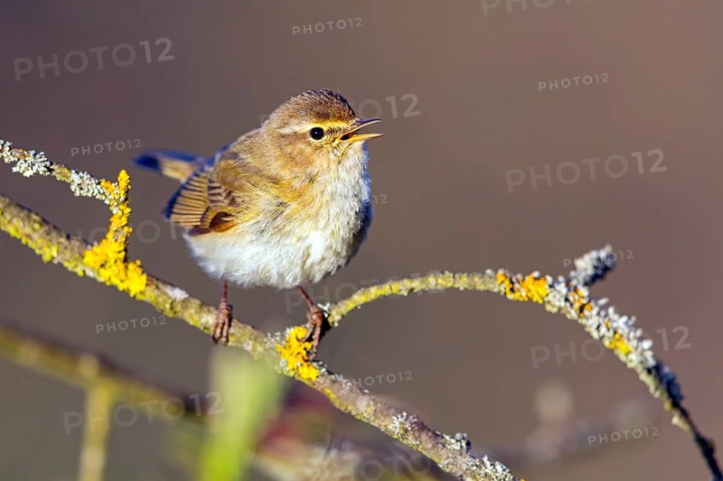 Chiffchaff, (Phylloscopus collybita), (Phylloscopus collybitus), willow warbler, songbird, perch, biotope, habitat, resting Nahe valley, Rhineland-Palatinate, Federal Republic of Germany