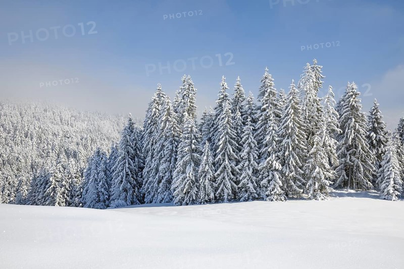 Freshly snow-covered spruce forest, Sattelegg, Schwyz, Switzerland
