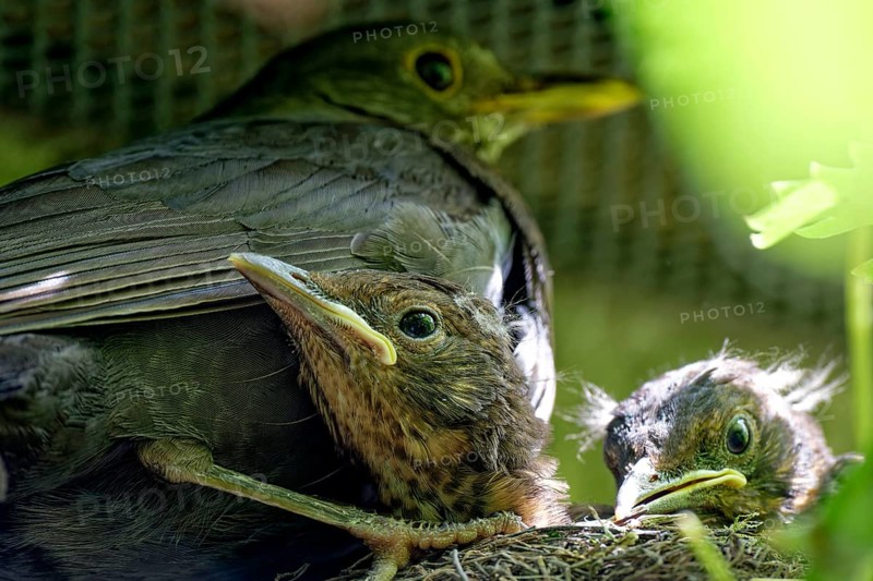 Blackbird, female and nestlings, young blackbirds (Turdus merula) in nest, Saxony, Germany