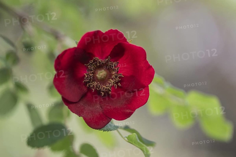 Mandarin rose (Rosa moyesii), Emsland, Lower Saxony, Germany