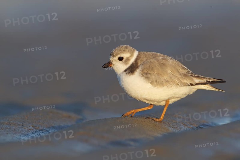 Piping Plover : Crane Beach : Ipswich, MA