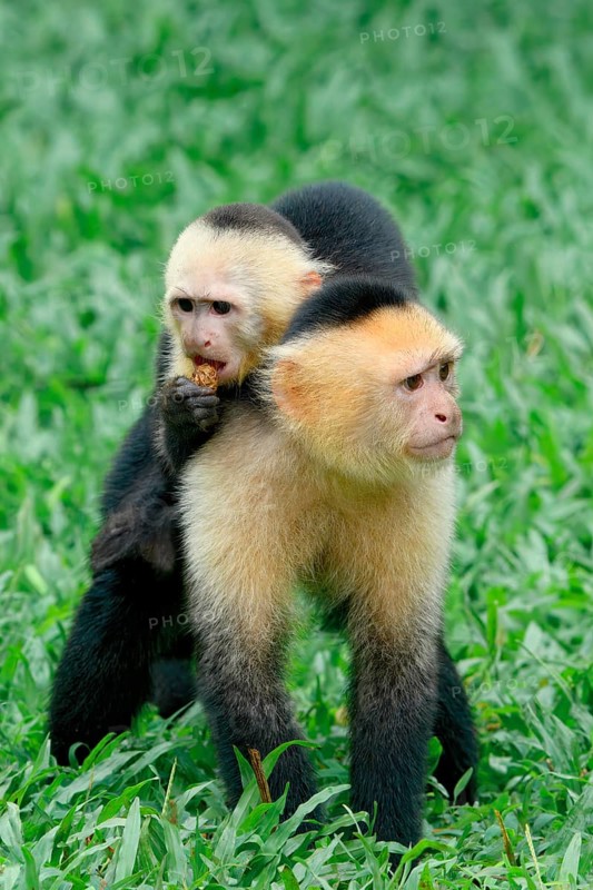 Panamanian white-faced capuchin (Cebus imitator) carrying its young on the back, Costa Rica