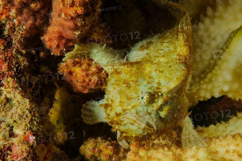 Very small Spotfin frogfish (Abantennarius nummifer) (synonym Antennarius nummifer) sits on and rests on stony corals (Acropora) in coral reef, Philippine Sea, Pacific, Philippines